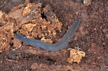 Media type: image; Invertebrate Zoology 29204